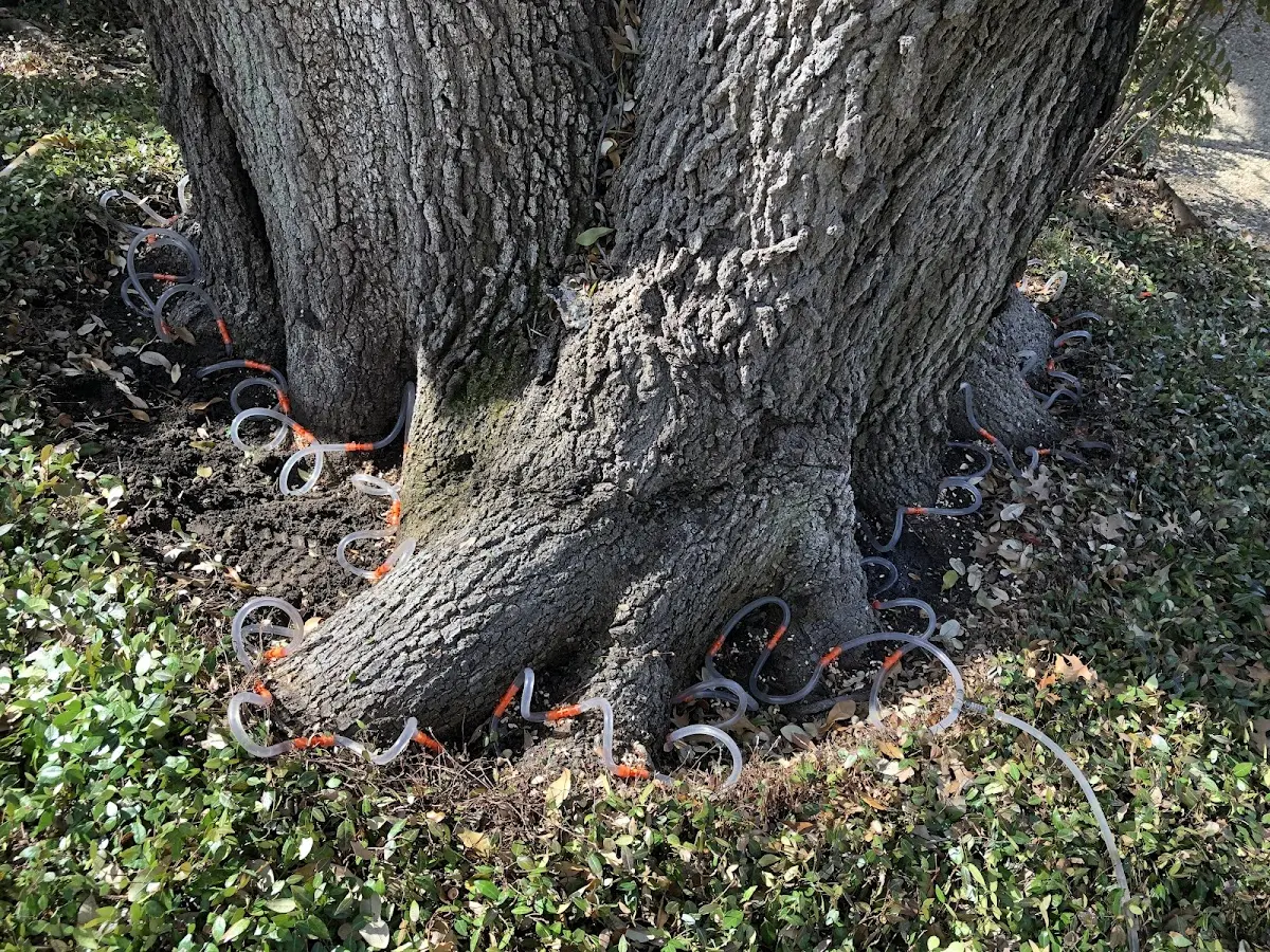 Detailed Tree Cabling and Bracing job site in Piketon