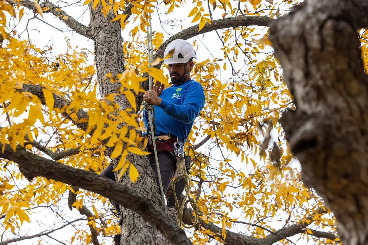 Skilled Tree Transplanting crew working in Piketon